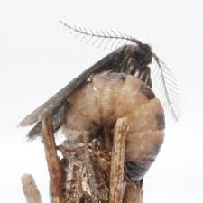 Image result for Psyche casta