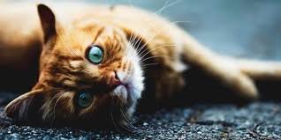 Kedi Dostunuza Kum Secerken Dikkat Etmeniz Gereken 7 Onemli Nokta