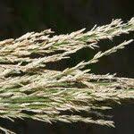 Image result for Eragrostis prolifera