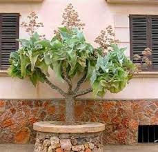20 Kalanchoe Beharensis Seeds Or Elephant S Ear Kalanchoe Bidorbuy Co Za Tree Seeds Plants Succulents