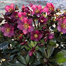 Pin On Hellebore Lenten Rose