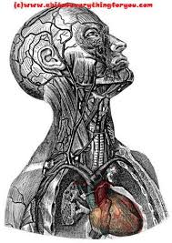 Pin On Human And Animal Anatomy Medical Science And Biology Here are some more high quality images from istock. animal anatomy medical science and biology