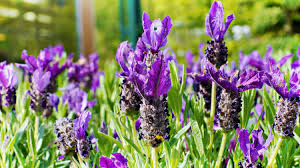 Planet green suggests growing basil in your garden. Plants That Repel Insects And Pests You Can Grow Survival Life