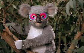 Tired At Work Time To Get Some Coffee Xc Weird Animals Koala Animals
