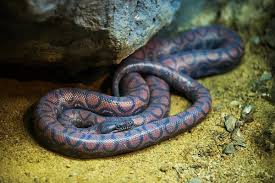 Brazilian Rainbow Boa | Smithsonian'S National Zoo And Conservation Biology  Institute