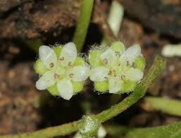 Image result for Pentas micrantha