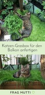 Katzen Grasbox Fur Den Balkon Frag Mutti Katzengarten Katzen Katzengras