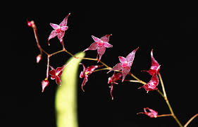 Image result for Microcoelia koehleri