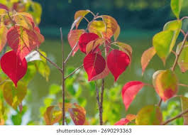 Image result for Sapium