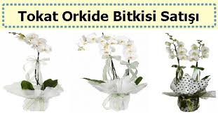 İç mekan süs bitkileri çiçekli, çiçeksiz, küçük ve büyük gibi birçok özellikle her kullanıcının ihtiyacına hitap edecek şekilde üretiliyor. Tokat Saksi Cicekleri Ic Mekan Salon Bitkisi Satisi Siparisi Yolla Tokat Cicekci Tokat Cicek Siparisi Tokat Cicekci Firmaniz Online Cicek Siparisi Satisi Iletisim 0 850 8852010