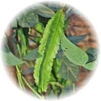 Image result for Psophocarpus