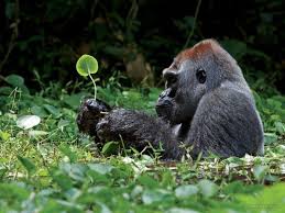 30 Incredible And Award Winning National Geographic Animal Photos Wildlife Photography Silverback Gorilla National Geographic Animals Animals Beautiful