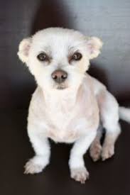 Maybe you would like to learn more about one of these? Chihuahua Mix Breeds Guide To The Top Crosses Animal Corner