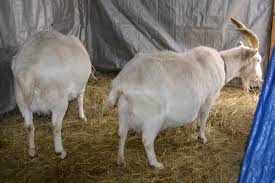 Stages Of Goat Pregnancy Eden Hills