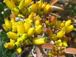 Pin On Kalanchoe