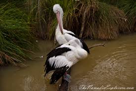 Pelicans In Melbourne Zoo Melbourne Zoo Melbourne Travel