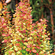 A low maintenance plant, it forms a dense. How To Use Barberry In The Landscape