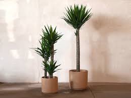 Image result for Yucca gigantea