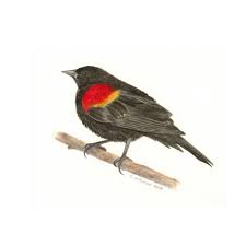 Black Bird With Red Spot On Shoulder Red Winged Blackbird Black Bird Red Wing Blackbird Bird Carving