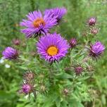 Herbal Foraging Walk and Workshop