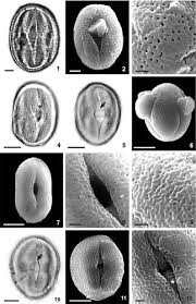 Image result for Basananthe pedata