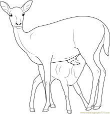 Check spelling or type a new query. Mother And Baby Deer Coloring Page For Kids Free Deer Printable Coloring Pages Online For Kids Coloringpages101 Com Coloring Pages For Kids