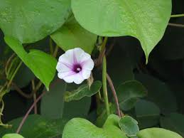 Image result for Ipomoea tenuipes