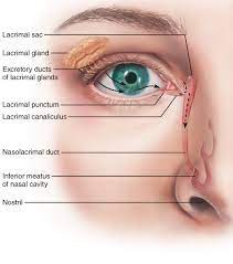 The Eye And Vision Eye Anatomy Eye Facts Anatomy