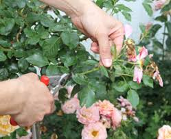 Rosen im frühjahr richtig schneiden. Rosen Schneiden Im Sommer Rosen Schneiden Rosen Ratgeber Informatives Rosen Online Kaufen Im Rosenhof Schultheis