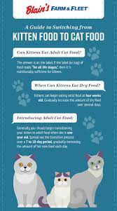 When To Switch From Kitten Food To Cat Food Blain S Farm Fleet Blog Kitten Food Kitten Formula Kitten
