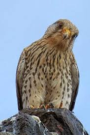 Op deze pagina vind je 1 betekenis of definitie van het woord 'buizerd'. Roofvogels Veluwezoom In Beeld