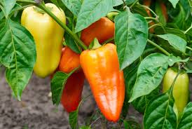 Tapered fruits grow 4 1/2 long by 2 1/2 wide and matures from yellow to orange to red. Gypsy Pepper Premium Garden Seeds Hoss Tools