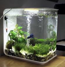 Natural nano aquarium setup for betta fish. Petit Aquarium De Forme Originale Betta Aquarium Fish Betta Nano Aquarium Aquarium Tropical Fish Aquarium
