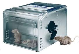 It is safe to use in high risk areas where animals and children are present and ingestion of the product by animals and birds has. The Best Rat Trap To Catch Rats Rat Trap Reviews