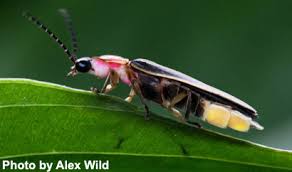 Image result for Hypolytrum pynaertii