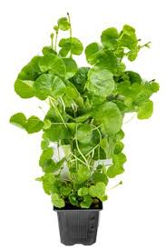 Image result for Hydrocotyle