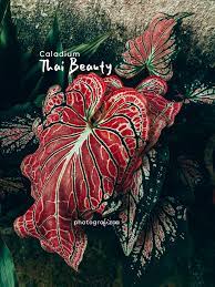 Kini, pokok pisang hiasan semakin mendapat perhatian peminat seni hias laman. Caladium Thai Beauty Daun Keladi Pink Cantik Blog Sihatimerahjambu