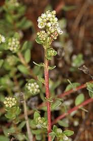 Image result for Corrigiola