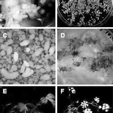 Check spelling or type a new query. Pdf Plant Cell Cultures An Alternative And Efficient Source For The Production Of Biologically Important Secondary Metabolites