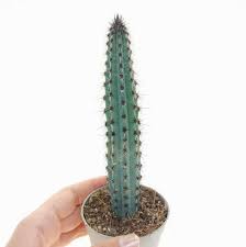 Image result for Pycreus aethiops