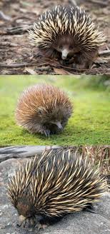 Burrowing Echidnas Act As Natural Hoes Burrowing Natural Hoes Wild Animals Nature Animals Animals Beautiful Funny Animals