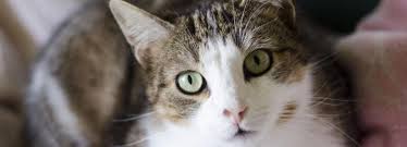 Un libro è un insieme di fogli, stampati oppure manoscritti, delle stesse dimensioni, rilegati insieme in un certo ordine e racchiusi da una copertina. Adoption Chat Animaux A Adopter Avec La Spa