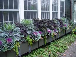 A Liz Adventures Fall Container Gardens Window Box Flowers Autumn Garden