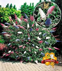 Baldur Garten Sommerflieder 39 Papillion Tricolor 39 Buddleia 1 Pflanze Buddleja Davidii Sommerflieder Pflanzen Schmetterlingsstrauch