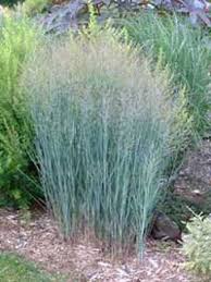 Rutengras (rutenhirse), ist ein pflegeleichtes, aufrecht & horstig wachsendes ziergras, das durch filigrane blütenwolken begeistert. Panicum Virgatum Heavy Metal Blauliche Rutenhirse Gunstig Kaufen