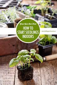 Take into account how a plant reacts when transplanted. Grow Your Own Food How To Start Seeds Indoors Food Bloggers Of Canada