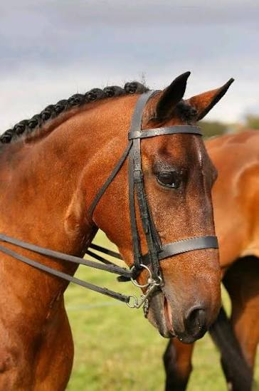 Show hunter (British) - Wikipedia