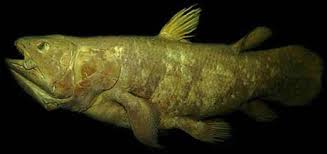 Image result for Coelachyrum