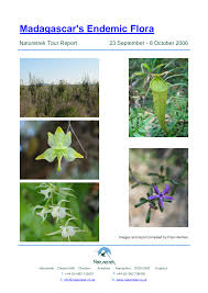 Image result for Dichaetanthera corymbosa