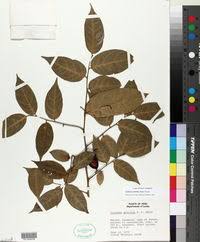 Image result for Olax aschersoniana